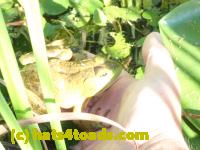 /home//u458753944/public_html/sourcegallery//Frogs/More bullfrogs/P8200308.JPG